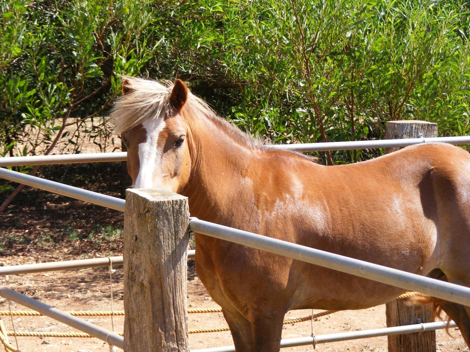 Agroturismo Finca Sant Blai カンポス エクステリア 写真