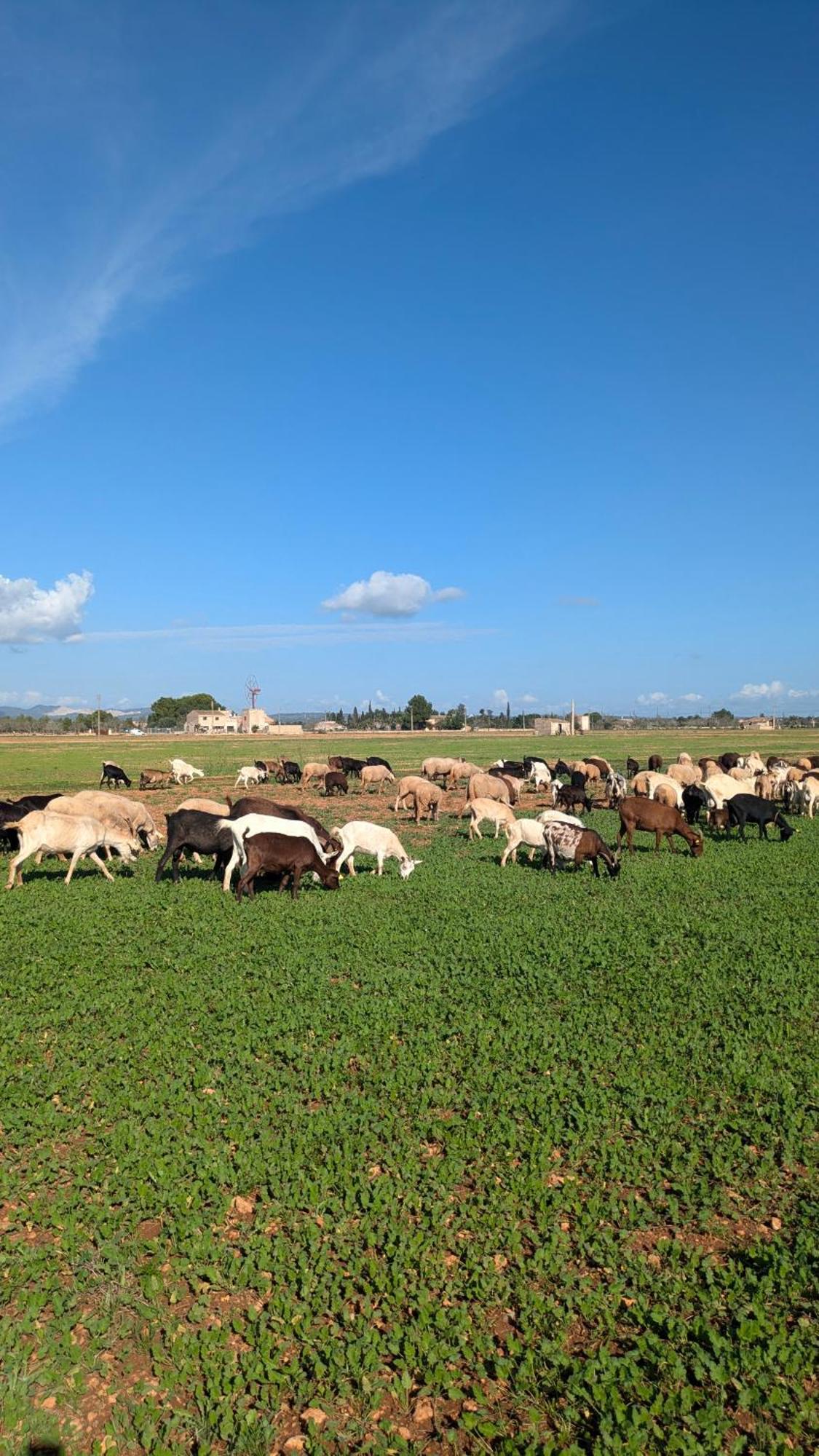 Agroturismo Finca Sant Blai カンポス エクステリア 写真