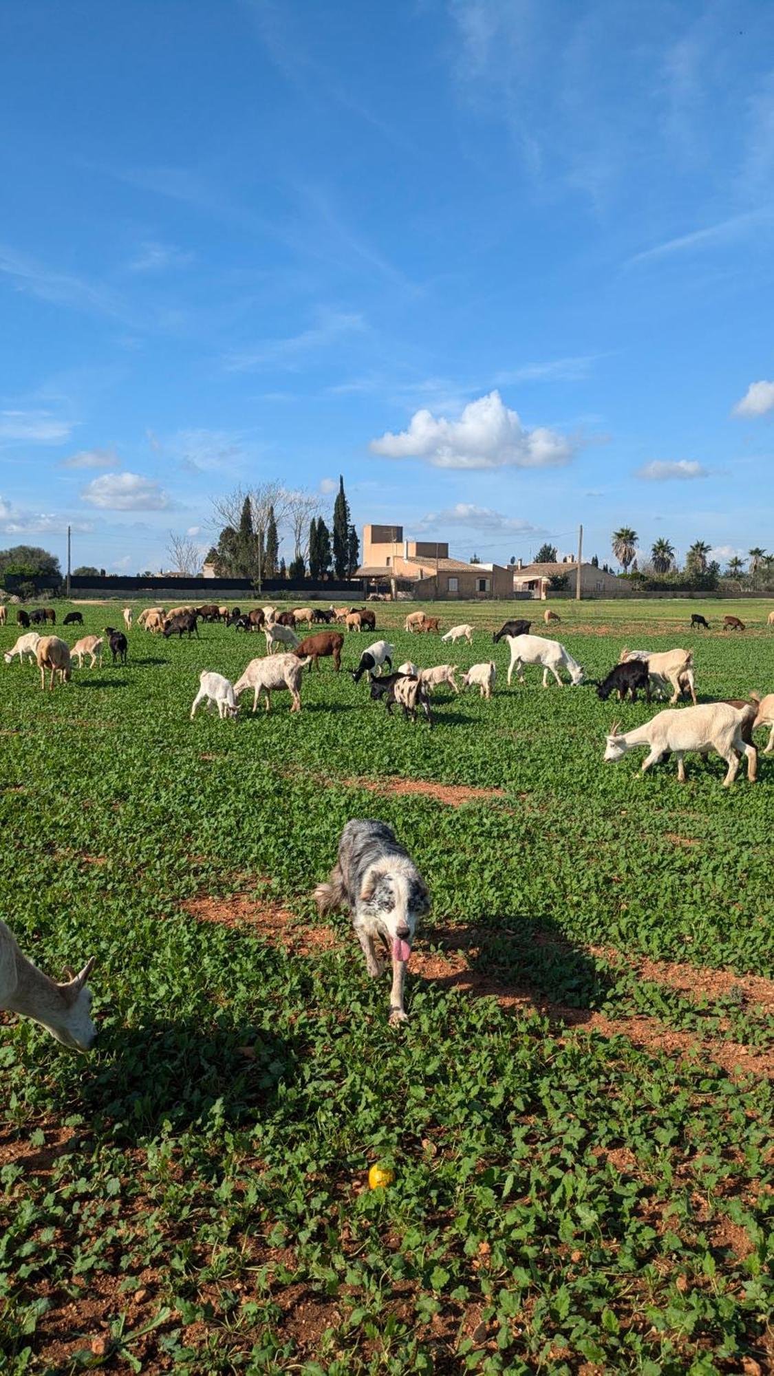 Agroturismo Finca Sant Blai カンポス エクステリア 写真