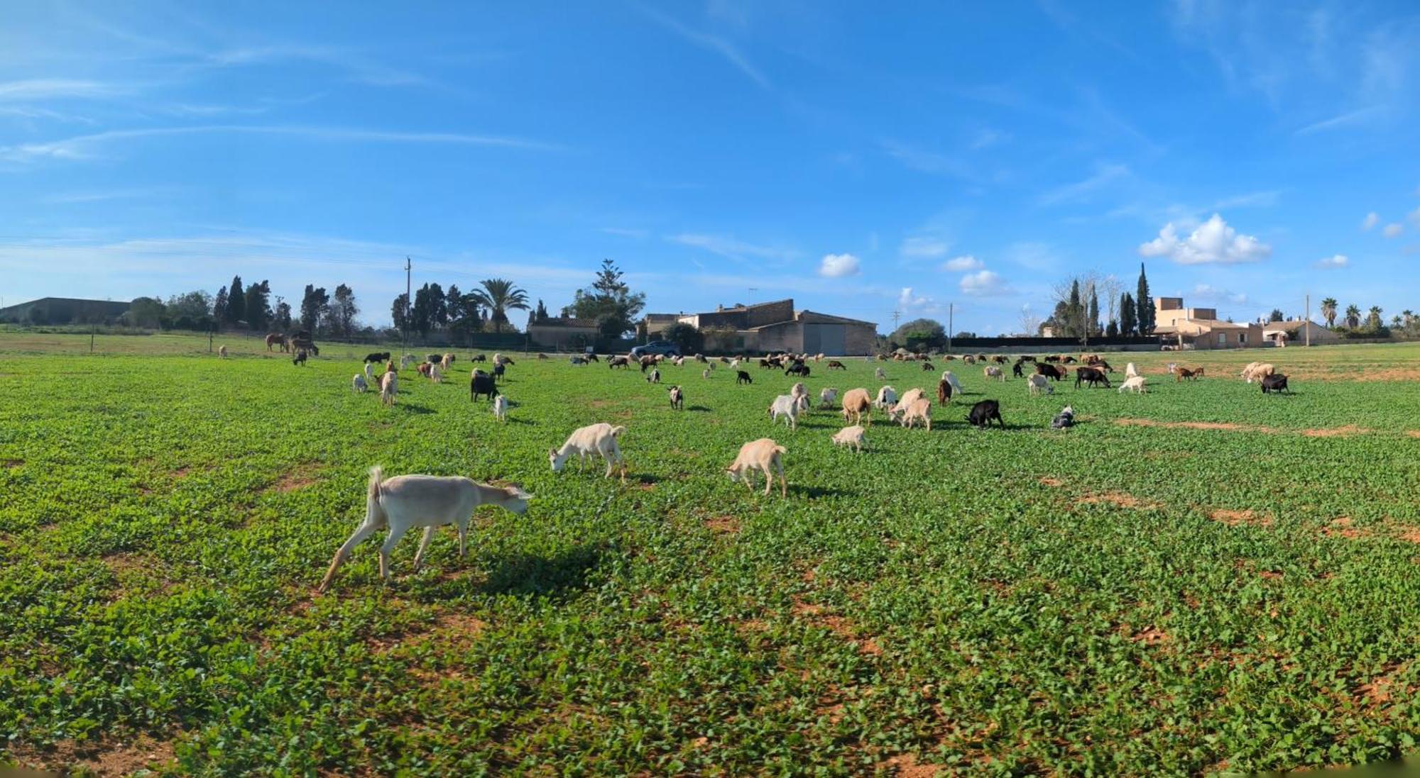 Agroturismo Finca Sant Blai カンポス エクステリア 写真