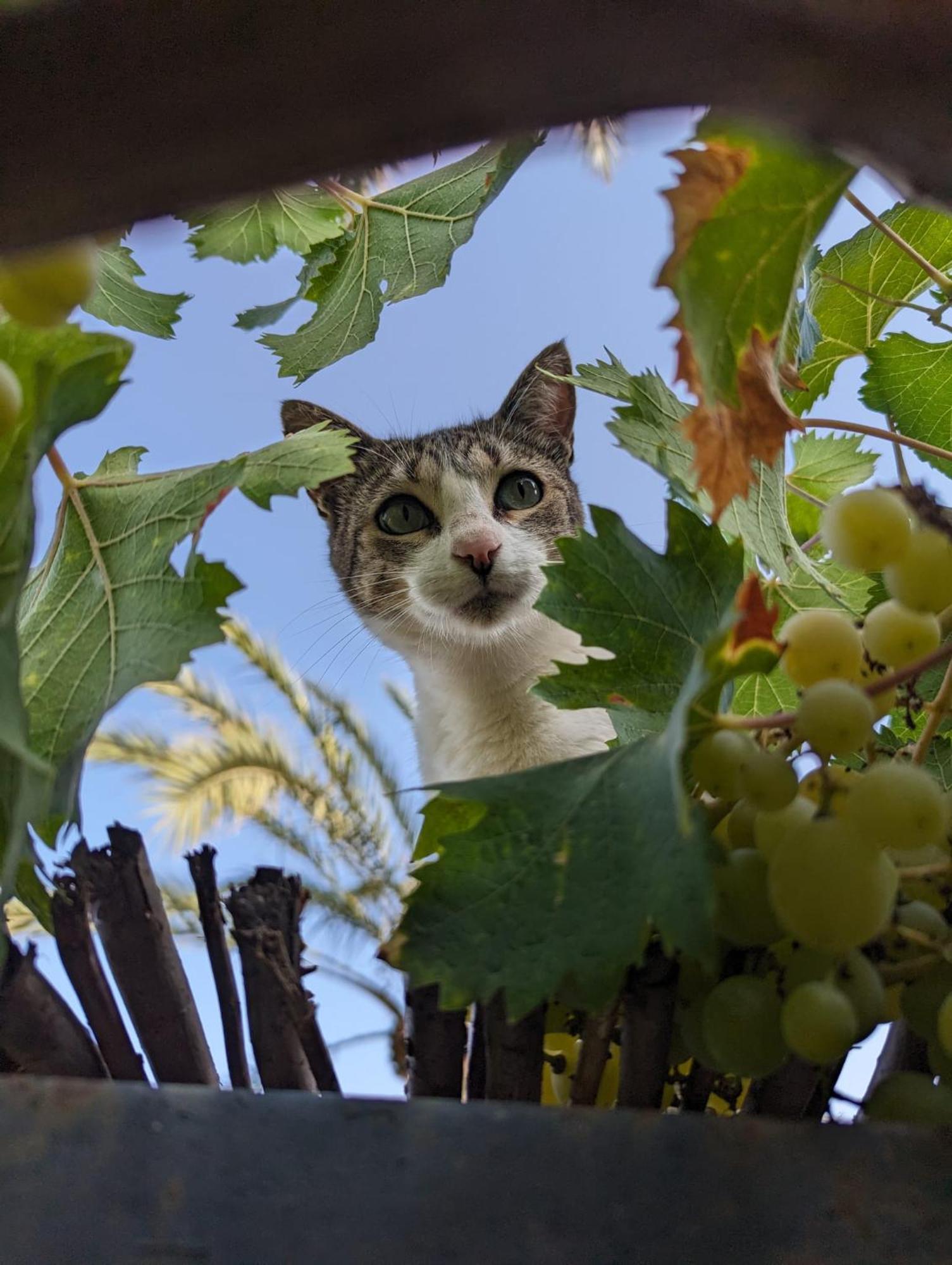 Agroturismo Finca Sant Blai カンポス エクステリア 写真