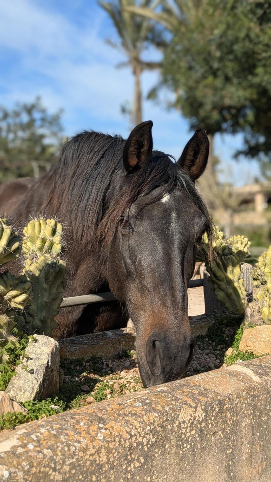 Agroturismo Finca Sant Blai カンポス エクステリア 写真