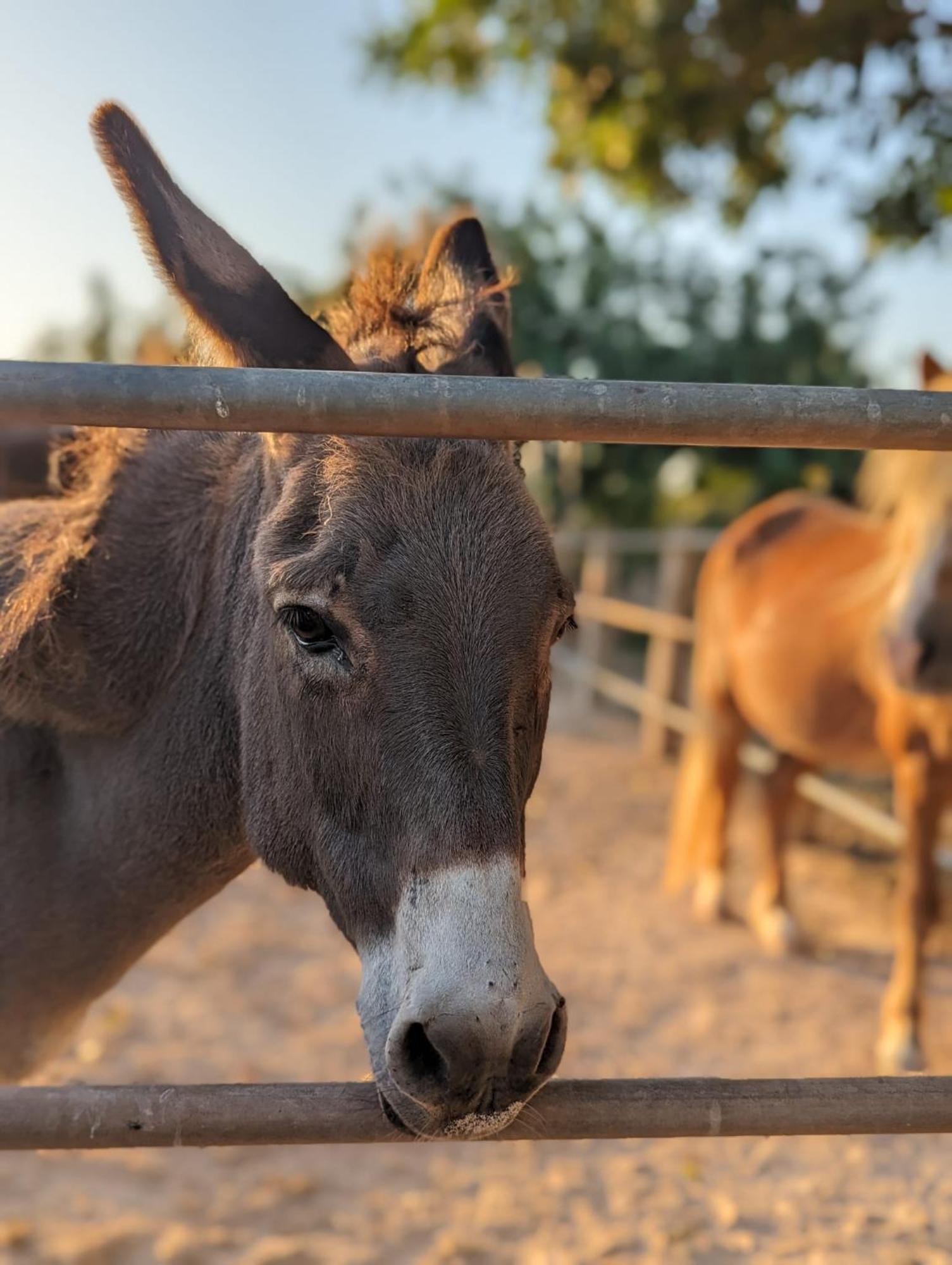 Agroturismo Finca Sant Blai カンポス エクステリア 写真